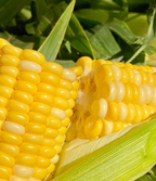 Fruit Corn Seeds for the Home Garden