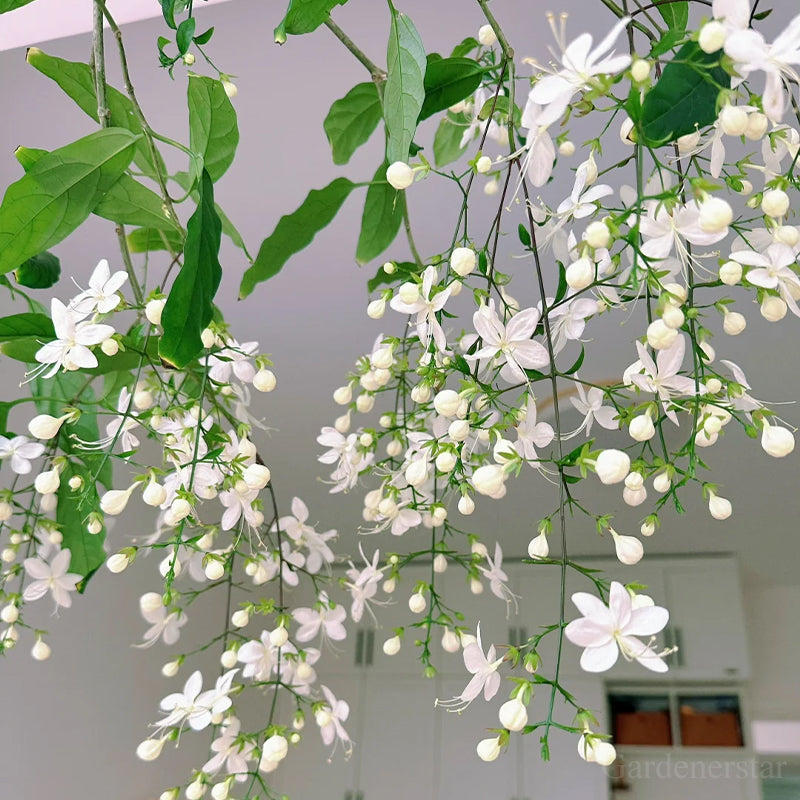 🌼Weeping Jasmine Seeds - White Jade Butterfly