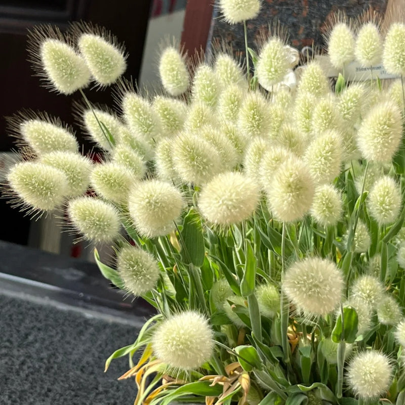 🐇Lagurus Ovatus Seeds