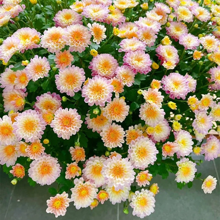 🌸Candy Chrysanthemum Seeds