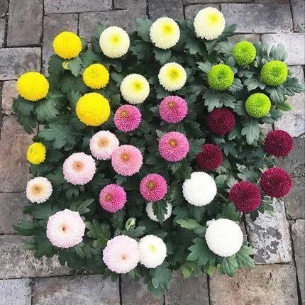 🏵️Colorful Ping Pong Chrysanthemum Seeds