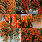 🧡Pyrostegia Venusta Flower