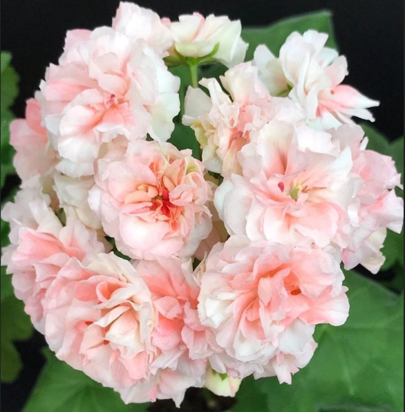 Geranium EU Peach Aventurine