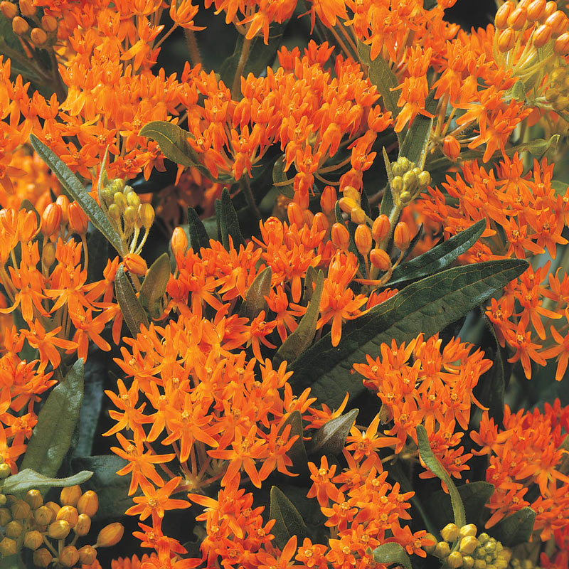 Asclepias Collection
