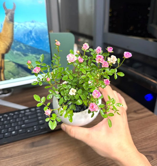 Rosa 'Suehime' Seeds