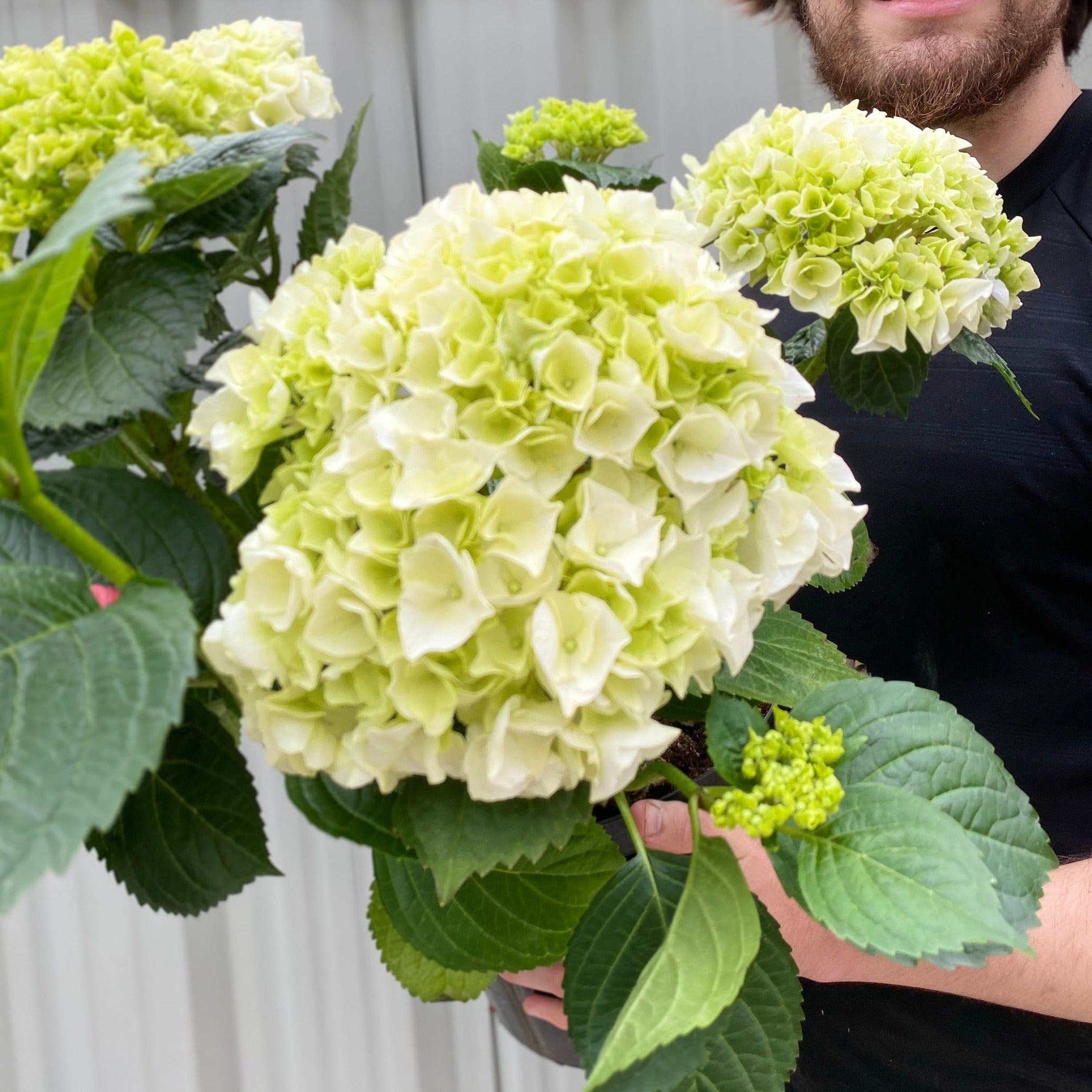 🌸Hydrangea – The Timeless Beauty of Every Garden ✨