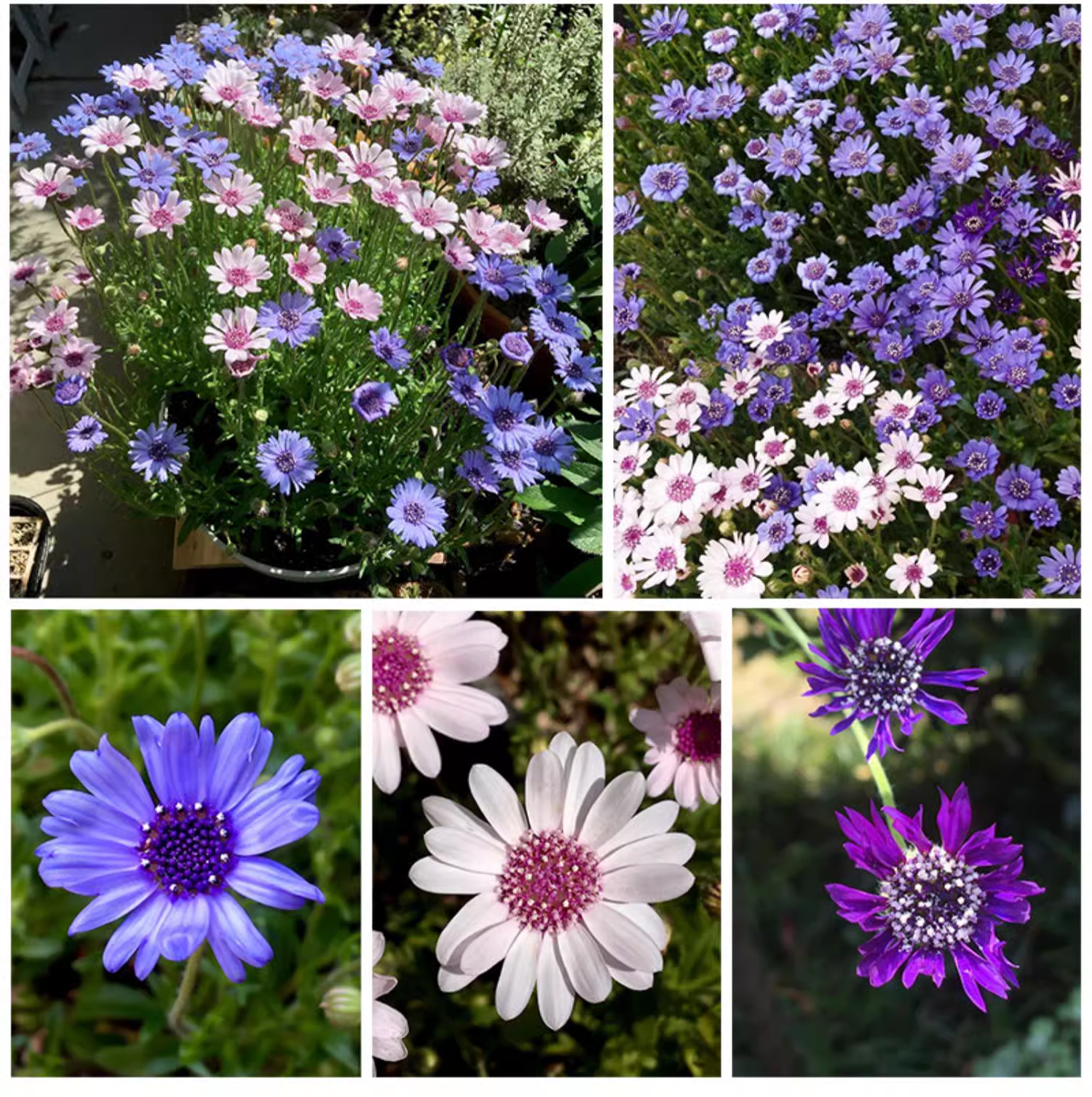 Blue Daisy Felicia Amelloides Chrysanthemum