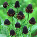 WESTERN CONEFLOWER Rudbeckia Occidentalis Green Wizard aka Rayless Naked Chocolate Black Flower Herb Seeds
