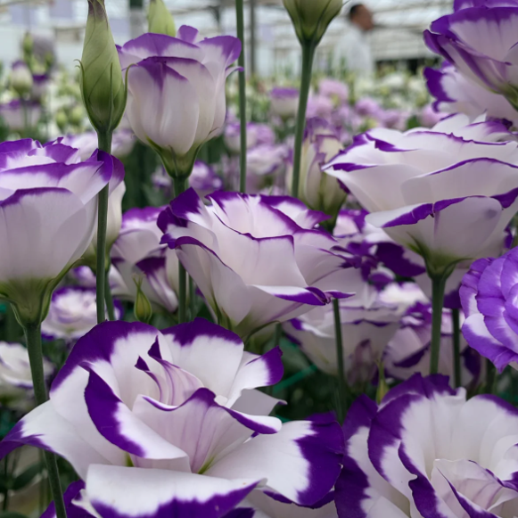 🌺Lisianthus - Sincere Love