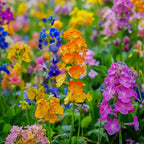 Colorful Rapeseed Flower Seeds
