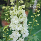 🌼Big Flower Delphinium Seeds
