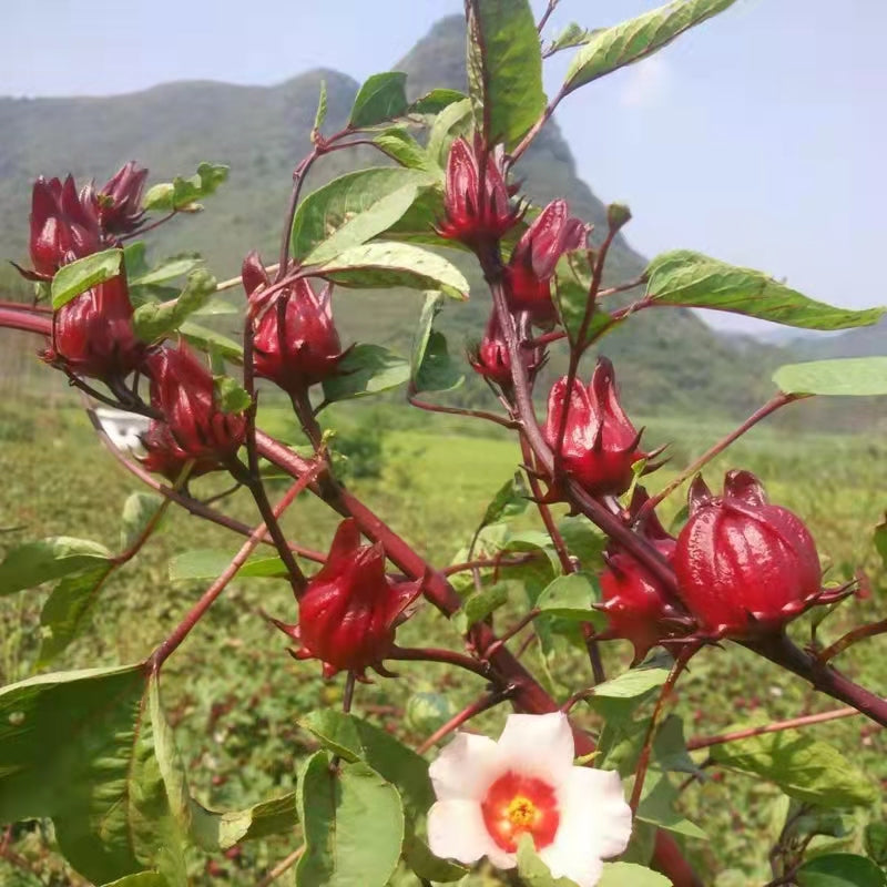 Roselle Ribena Seeds