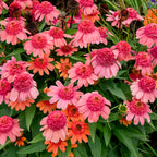 Echinacea 'Rainbow Sherbet' (Coneflower)