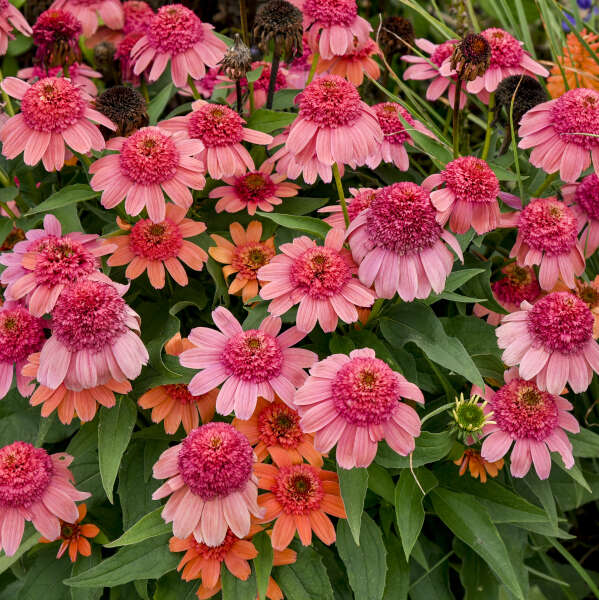Echinacea 'Rainbow Sherbet' (Coneflower)