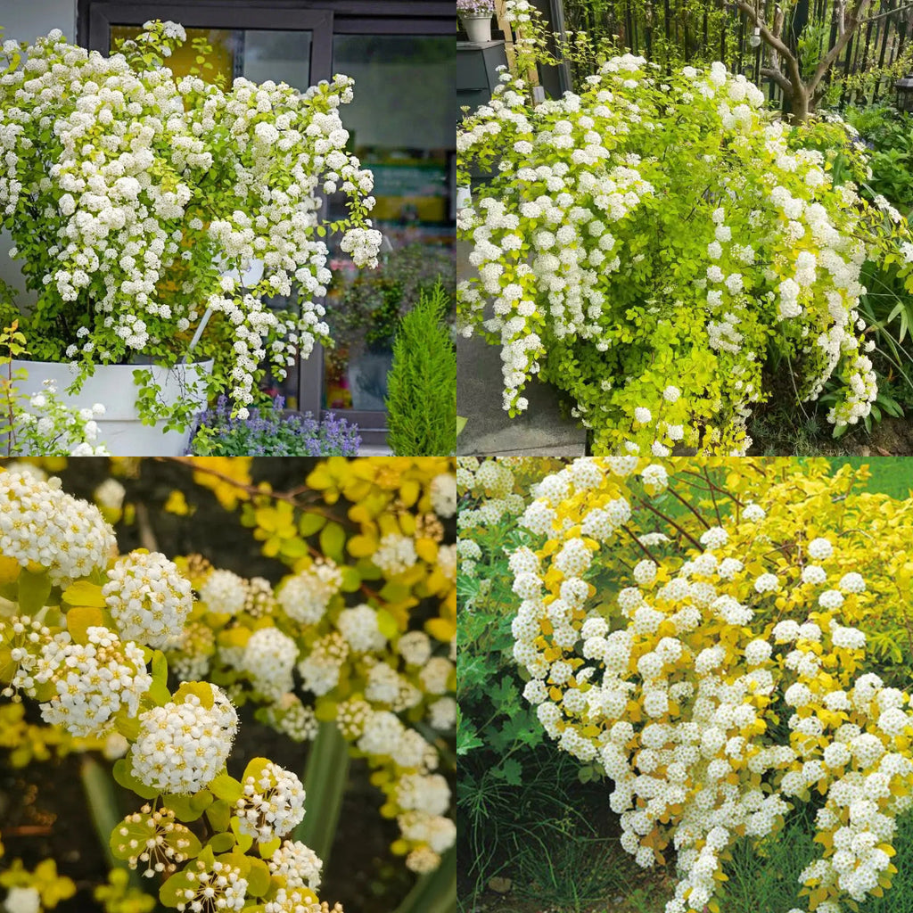 💛Golden Fountain Spiraea