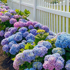 🌸Hydrangea – The Timeless Beauty of Every Garden ✨