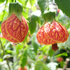 Abutilon Pictum Seeds