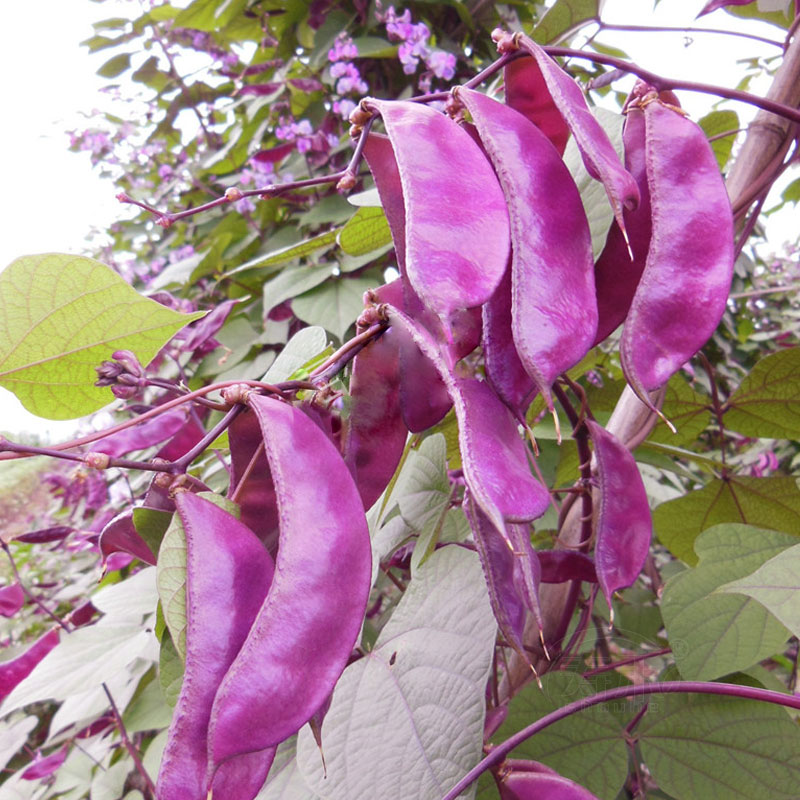Purple Eyebrow Bean Seeds