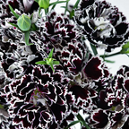 Dianthus Corona Mixed Seeds