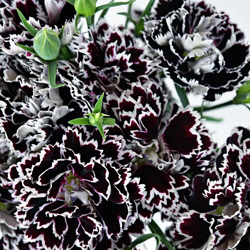 Dianthus Corona Mixed Seeds