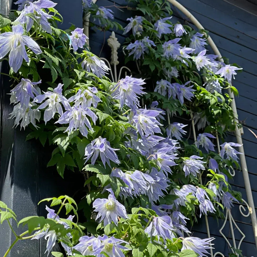Clematis Macropetala