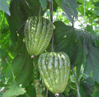 Big Top Bitter Melon Seeds