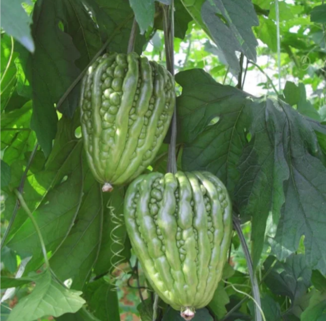 Big Top Bitter Melon Seeds