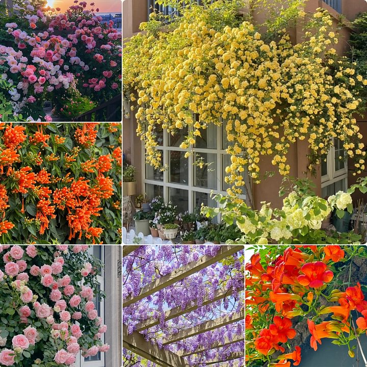 Mixed Climbing Flower Seeds -Over 30 kinds mixed