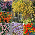 Mixed Climbing Flower Seeds -Over 30 kinds mixed