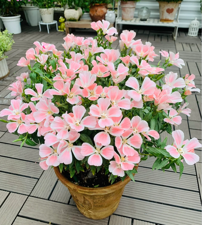 Clarkia amoena, Farewell-to-Spring