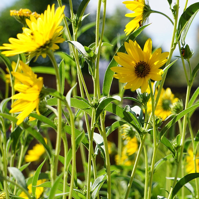 Autumn Magic Pollinator Collection