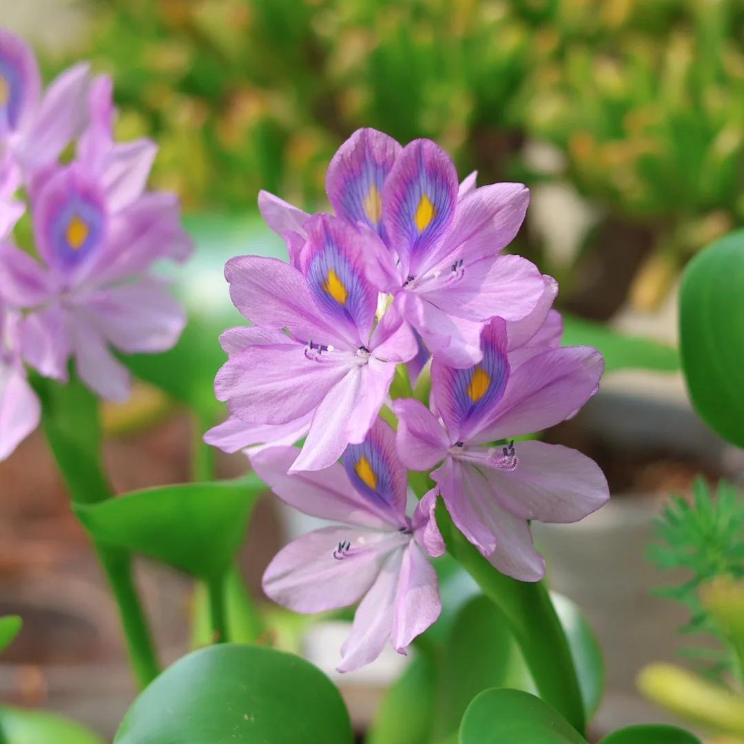 🌺Water hyacinth - “The violet flower crown that beautifies the world”🧚‍♀️🌿