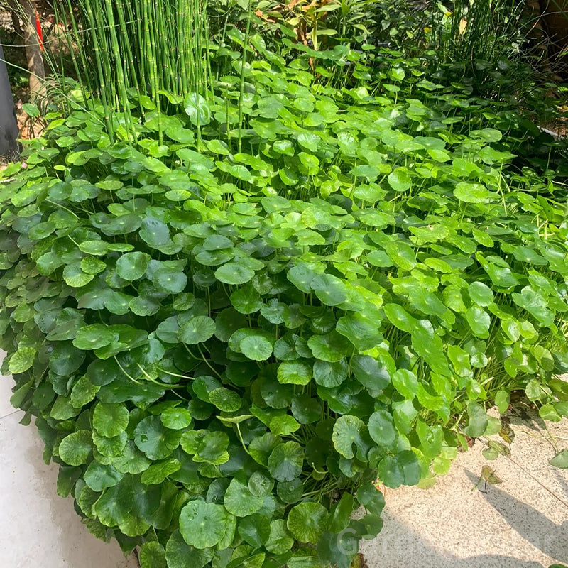 🍀Hydrocotyle Vulgaris Seeds-Copper Coin Grass