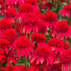 Double Echinacea Seeds