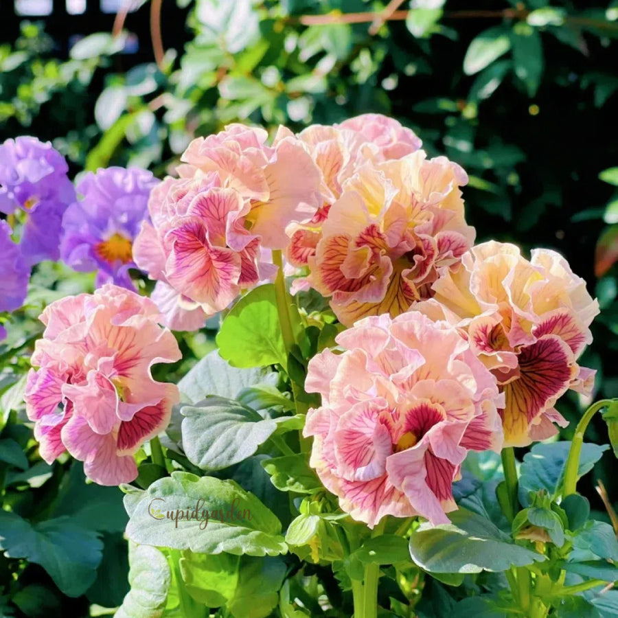 💐 Pansy Winter Elf Series - I Miss You Endlessly