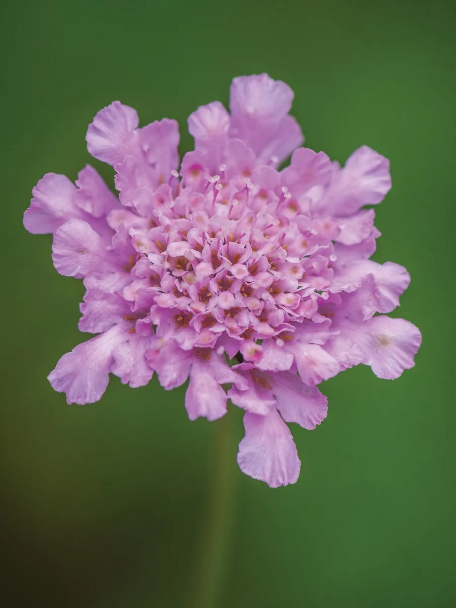 Scabiosa Comosa Seeds