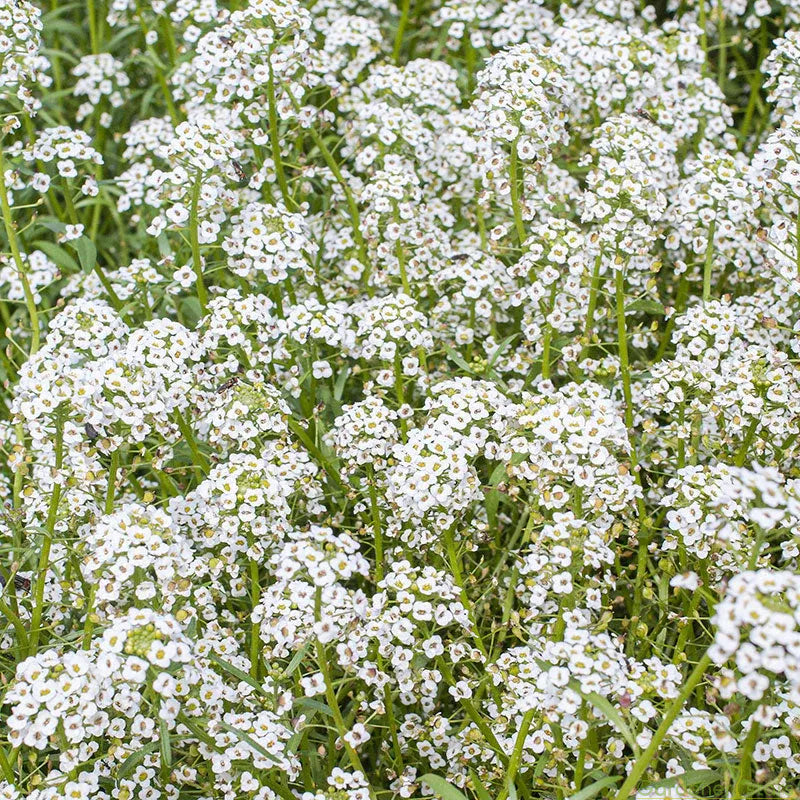 Candytuft Seeds - Mixed Colors