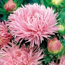 Aster Seeds (Semi-Dwarf) - Jewelaster Rose