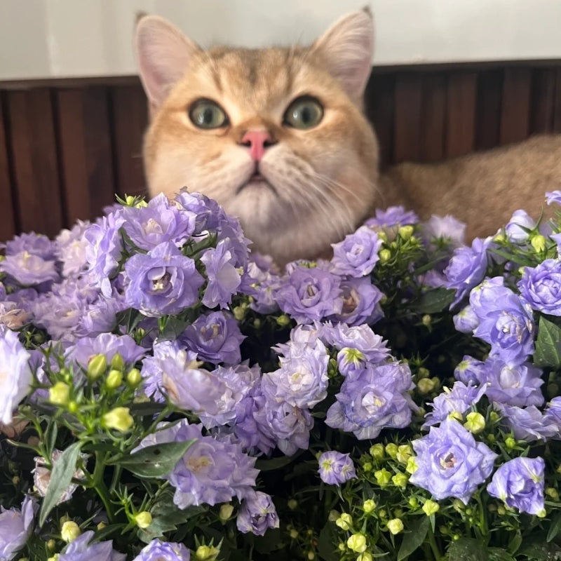 Double Campanula Seeds