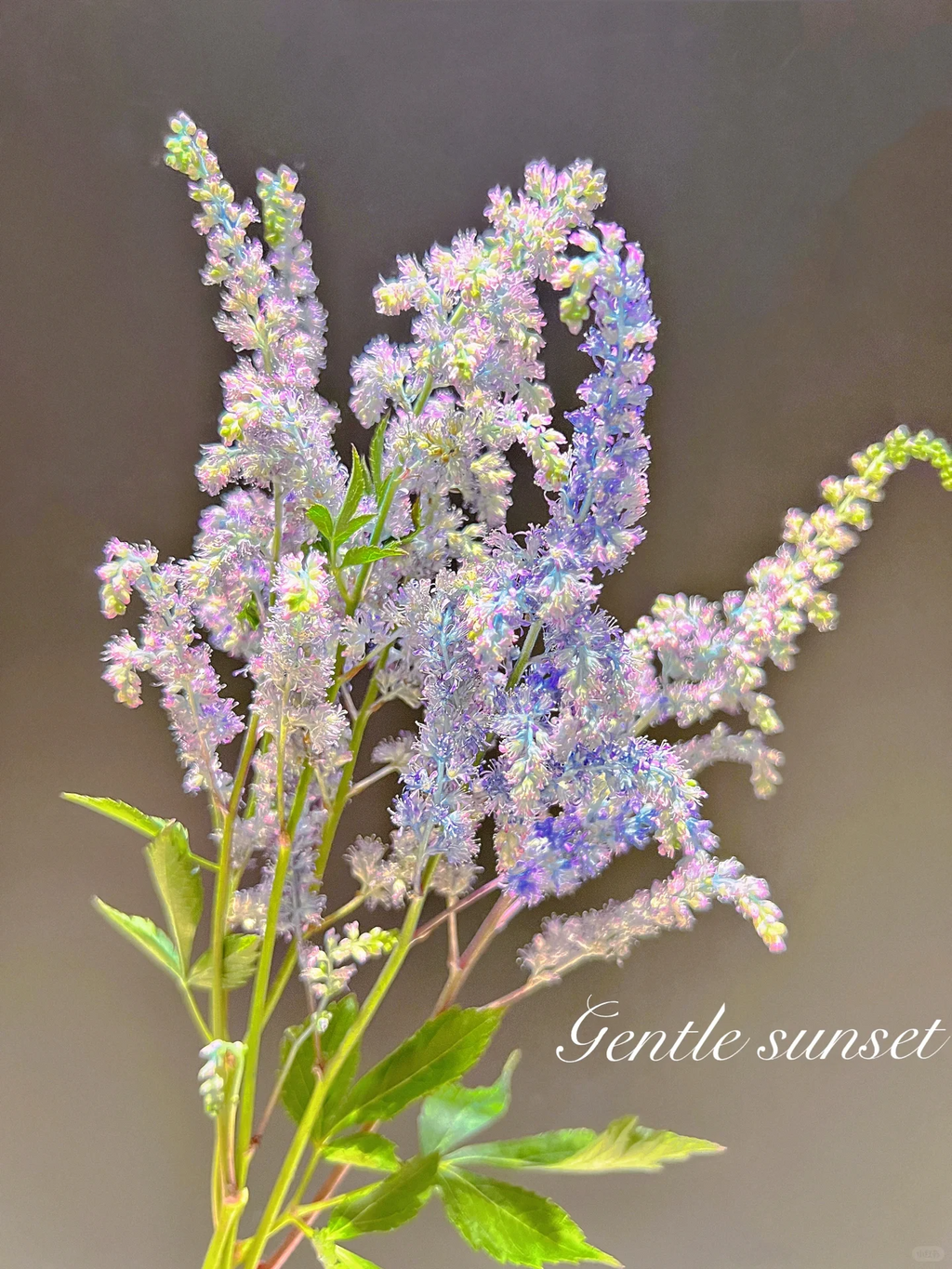 Astilbe Chinensis Seeds-Light Blue