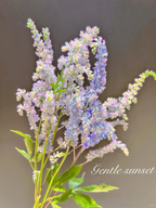 Astilbe Chinensis Seeds-Light Blue