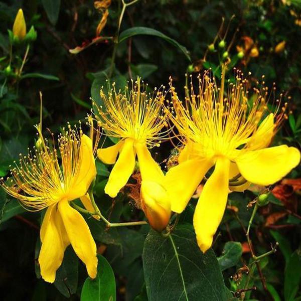 Yellow Hypericum Flowers seeds