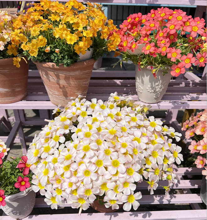 Multicolor Oxalis Seeds