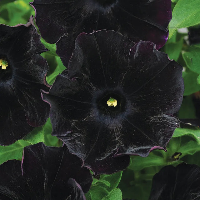 Petunia Black Velvet Seeds