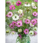 Love-In-A-Mist Seeds