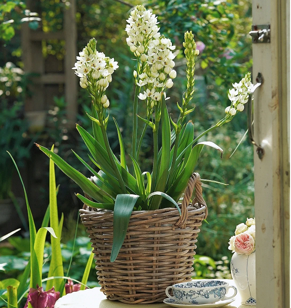 Ornithogalum 'Sonoran White'