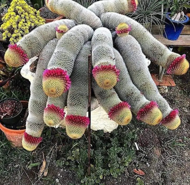 The Mammillaria Matudae Cactus Flower Plant Seeds
