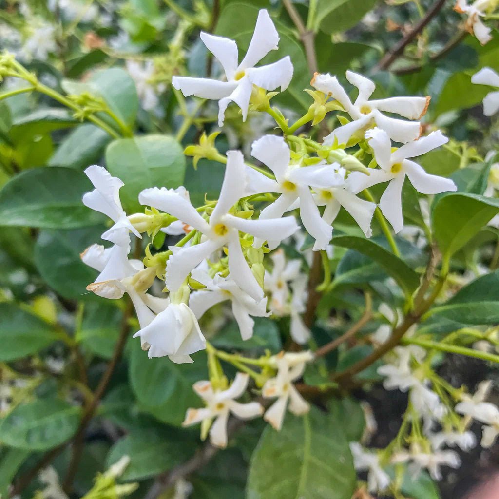 🌟Star Jasmine