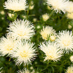 China Aster Valkyrie Yellow
