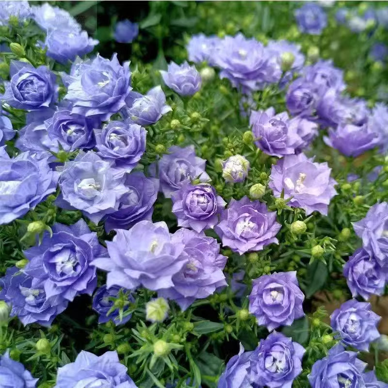 Double Campanula Seeds